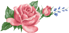 pink rose