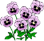 pansies