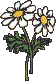 daisies