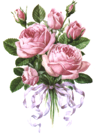 pink roses