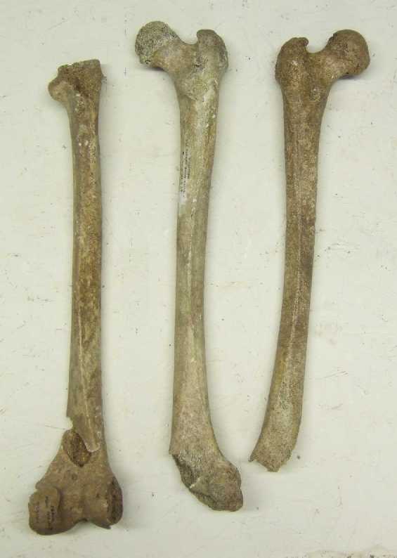 Two right femurs and one left femur