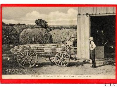 Corn Grows Big In Oklahoma