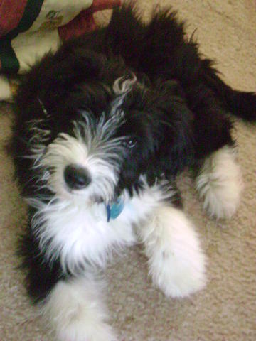 seattle purebred rescue seattle purebred rescue autos post seattle purebred rescue seattle purebred rescue autos post