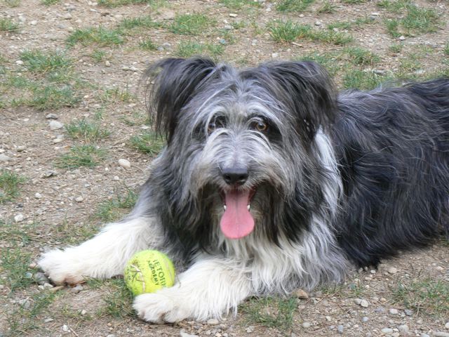 Smithfield sheepdogs for best sale sale