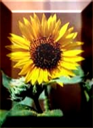 A sunflower
