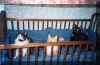 cats12.jpg (103047 bytes)