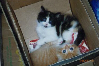 cats