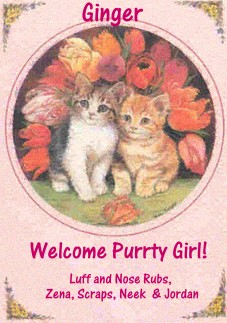 Welcome from Nancy's Felines