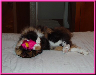 My furry furst mouse