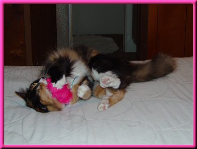 My furry furst mouse