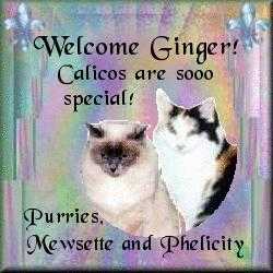 Welcome from Mewsette & Phelicity