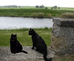 Hugo and Smokey by the river