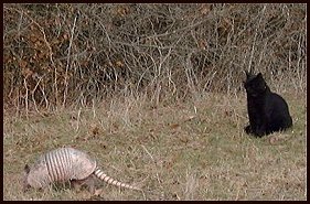 Smokey with armadillo