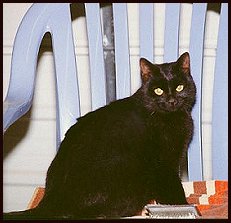Young Smokey