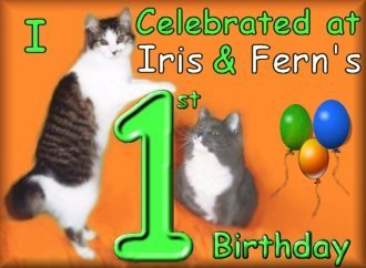 Birthday Card