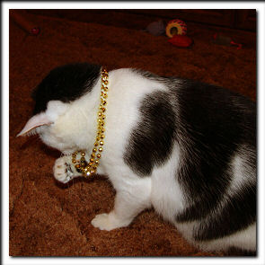 Mardi Gras beads