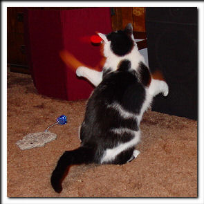 My red mousie