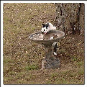 At the birdbath