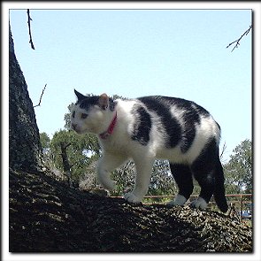 Climbing Tree