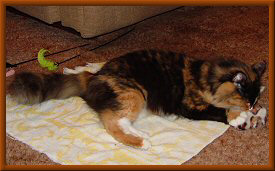 Catnip Mouse