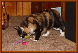Feather Toy