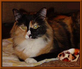 On towel with toy