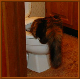 Checking the toilet