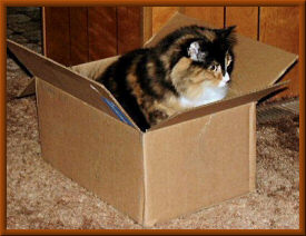 Ginger in the box