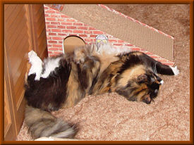 Sleeping on back