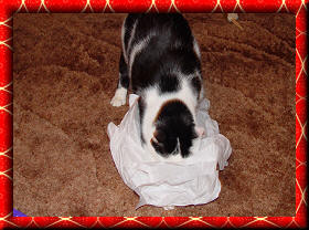 E.T. tissue1