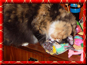 Ginger with catnip