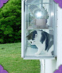 In the windowbox
