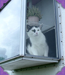 In the windowbox