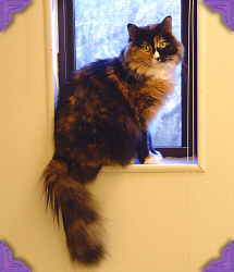 Ginger in small window