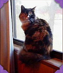Ginger in window