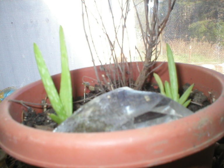baby aloe vera