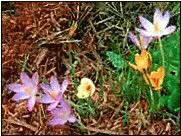 Saffron flowers