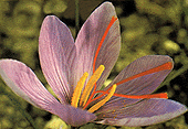 Crocus Flower