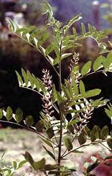 Licorice Plant