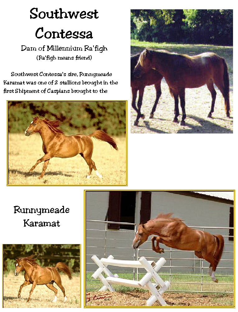 We will have pictures of our stallions as soon as they arrive!