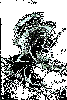 FDR