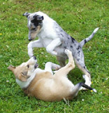attack