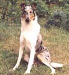 Blue Merle