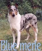 Blue Merle