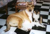Best Buddies