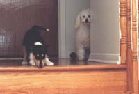 Chloes puppies