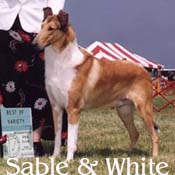 Sable & White