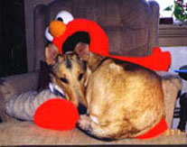 Stormy & Elmo