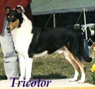 Tricolor