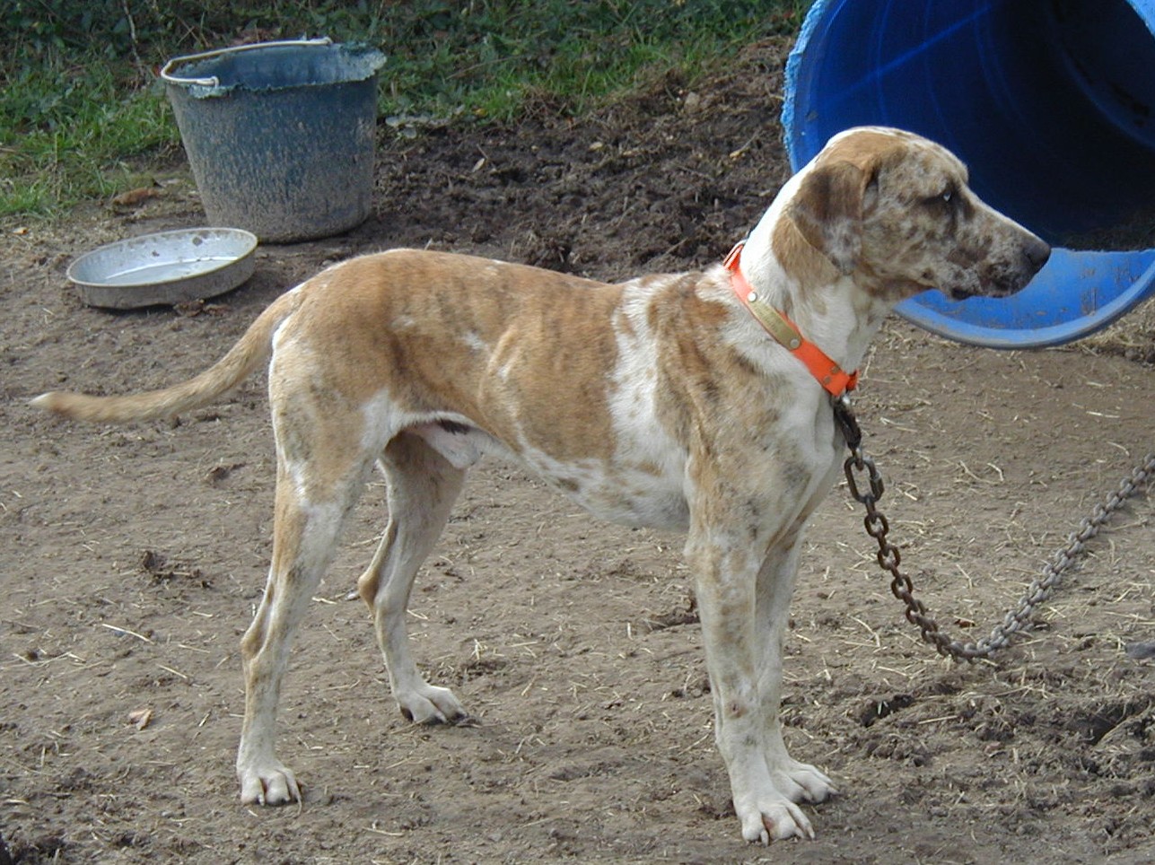 Catch Dogs SMP Kennels Huntsville, TX